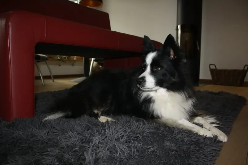 Hund liegt entspannt auf dem Teppich im Showroom